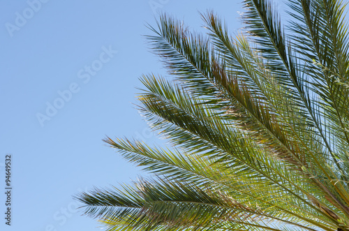 close-up of beautiful palm tree branches and leaves shining in the sun with a clear blue sky for a background
