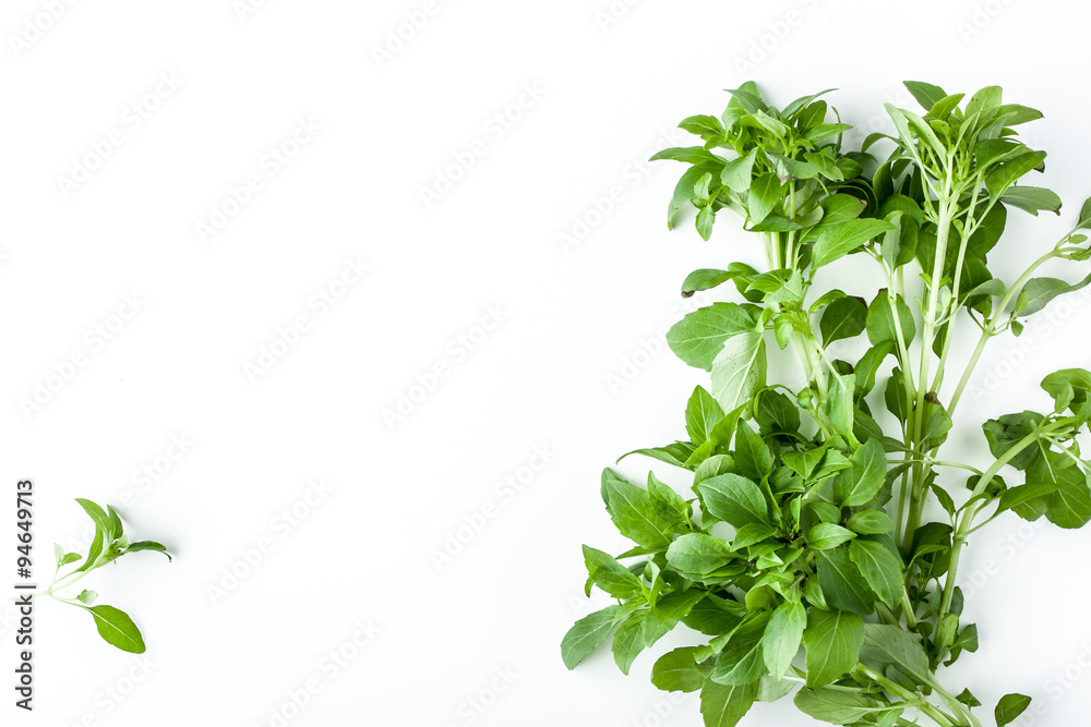 Green basil on the white background horizontal Green basil on the white background horizontal