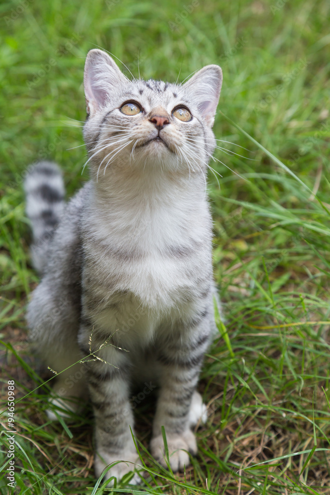 cat sitting on the grass and looking at the sky