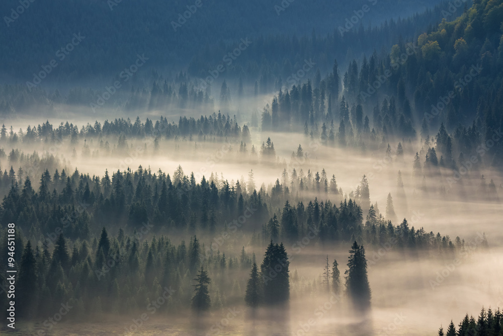 spruce trees down the hill to coniferous forest in fog at sunrise