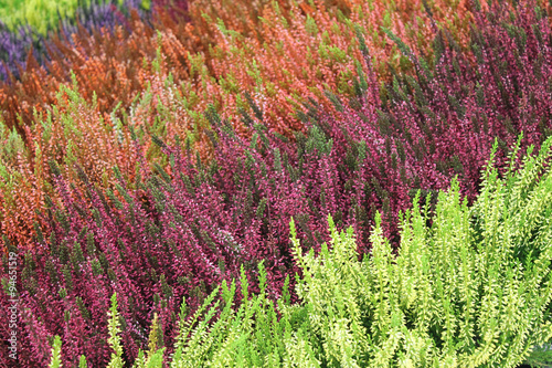 calluna vert 