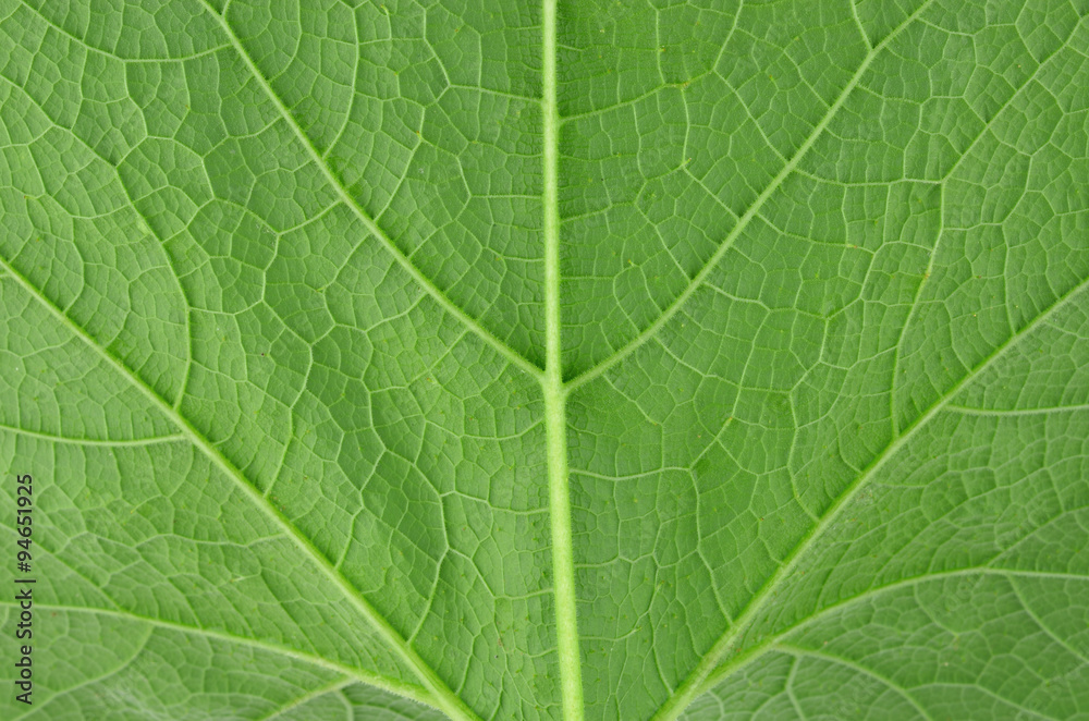 Texture background of backlight fresh green Leaf. Texture background of backlight fresh green Leaf.