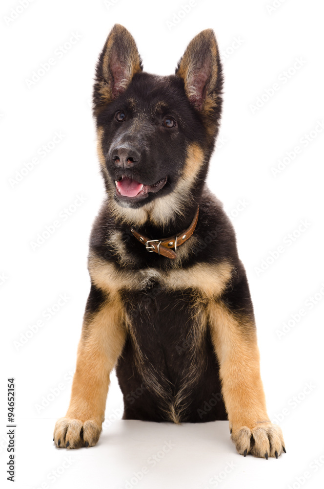 Portrait of a German shepherd puppy