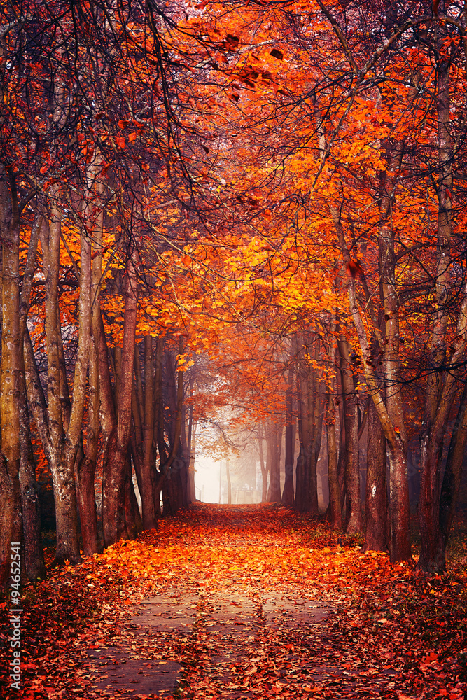 Autumn misty forest