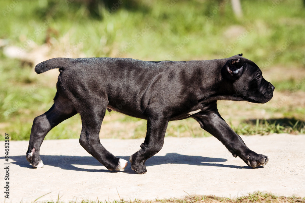 Cane Corso puppy running in the sun Cane Corso puppy running in the sun