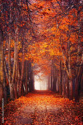 Autumn misty forest