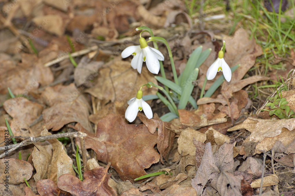 Snowdrops (Galanthus nivalis) in a floodplain forest Snowdrops (Galanthus nivalis) in a floodplain forest