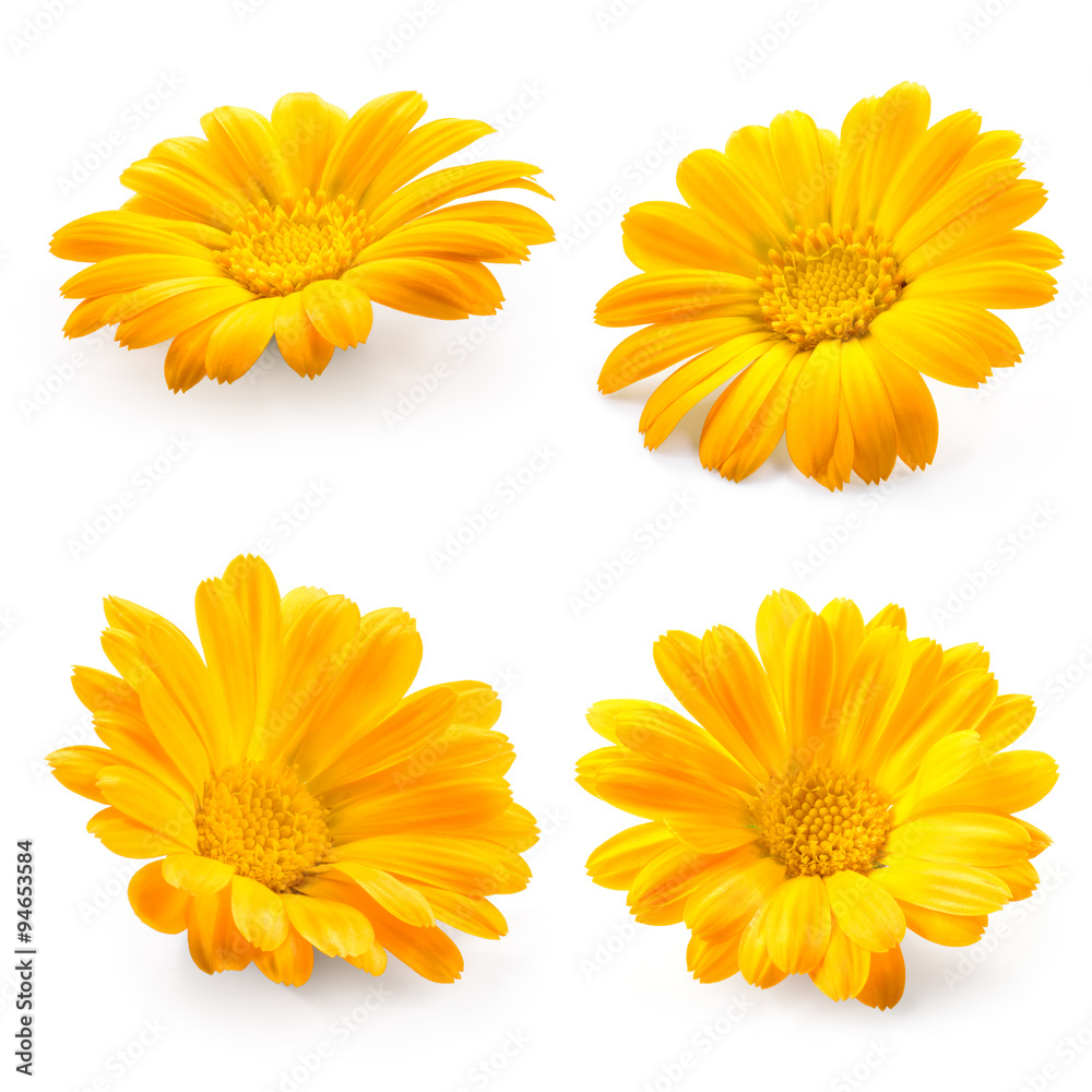 Calendula. Marigold flower isolated on white. Collection. - obrazy, fototapety, plakaty 