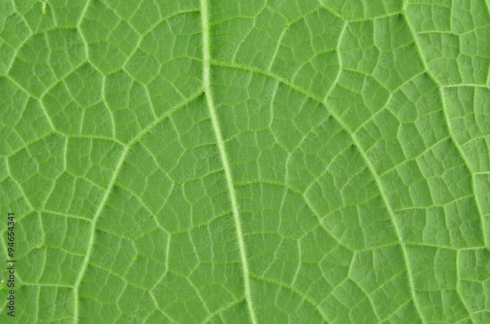 Texture background of backlight fresh green Leaf. Texture background of backlight fresh green Leaf.