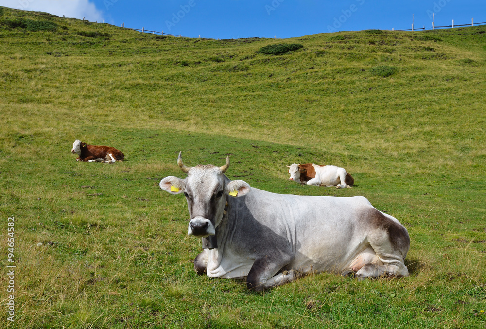 Cows on a high mountain pasture. Alps, Italy. Cows on a high mountain pasture. Alps, Italy.