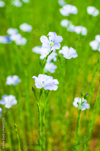 Flax field   © martinlisner