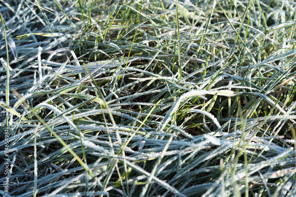Frost on green grass. Frost on green grass.