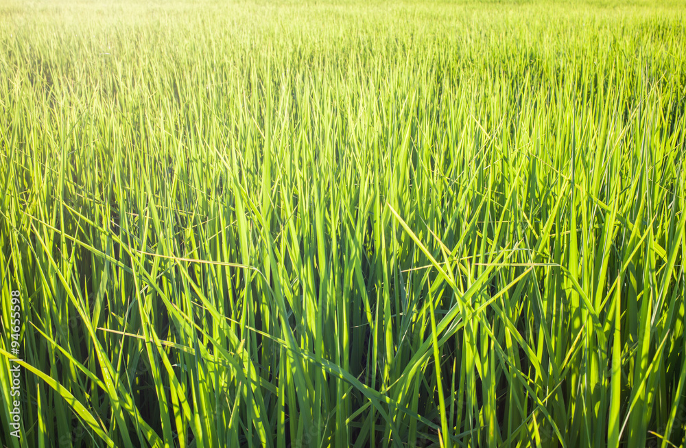 Obraz premium green rice field