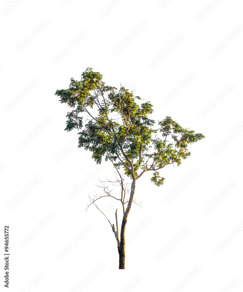 Obraz premium tropical tree