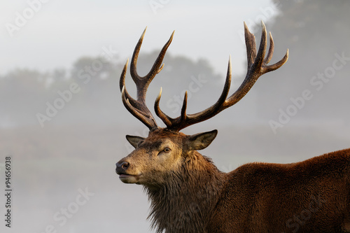 Red Deer stag portrait © shaftinaction