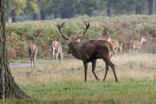 Red Deer stag rut (cervus elaphus) rounding up, herding his hareem of female hinds © shaftinaction