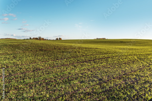 Green wheat sporuts in agricultural field.