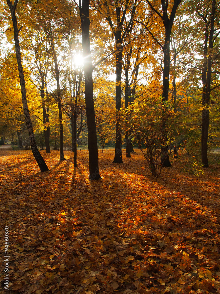 Obraz premium Berlin, Laubfärbung im Tiergarten Park