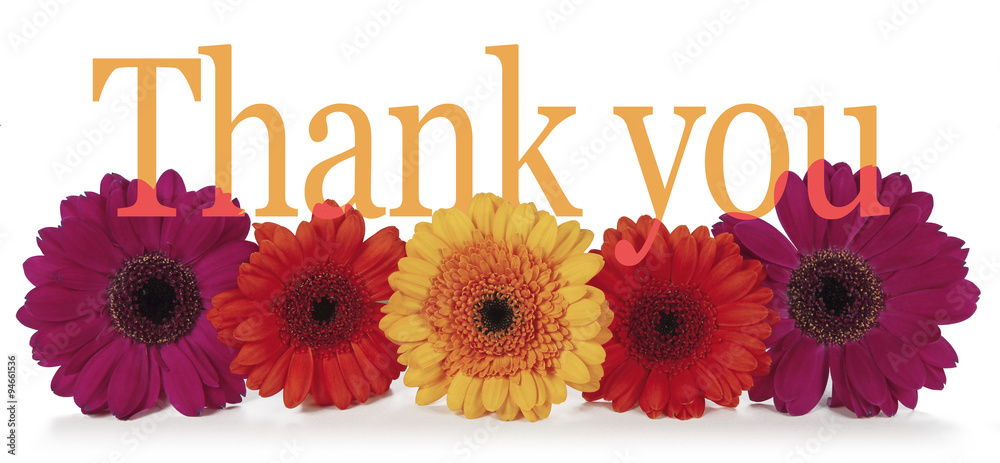 Saying Thank you with Flowers - five dahlia heads laid in a row with the word 'Thank you' emerging from the top in a wide banner on white background  - obrazy, fototapety, plakaty 