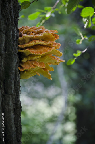 Orange chicken of the woods tree mushroom on tree bark