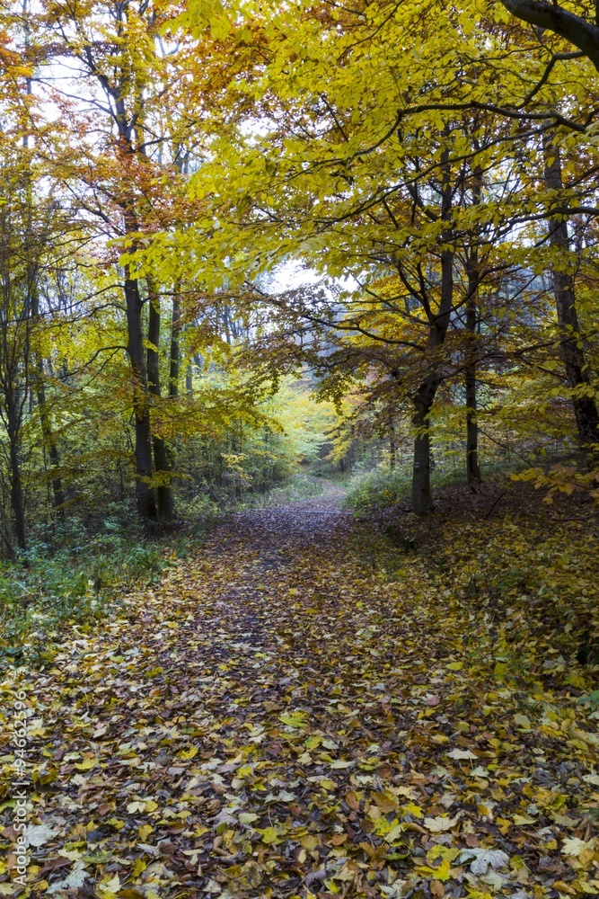 Beautiful colors of autumn landscape