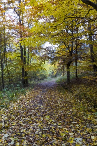 Fototapeta Naklejka Na Ścianę i Meble -  Beautiful colors of autumn landscape