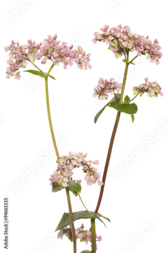buckwheat