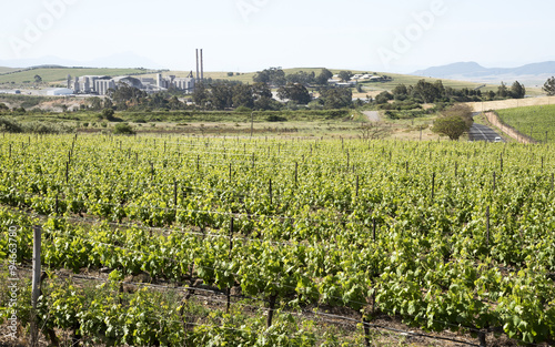 A cement manufacturing plant on the skyline and overlooking the vineyards at Riebeek West in the Swartland region of South Africa photo