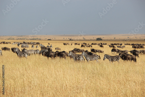 La grande migration - Masai Mara