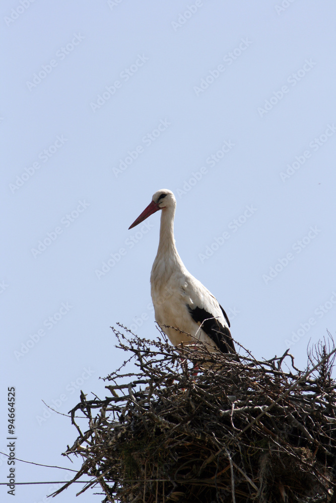 Fototapeta premium Stork in the nest