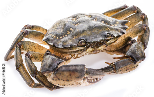 Carcinus maenas -edible alive crab.