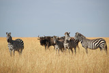 Zèbres - Masai Mara