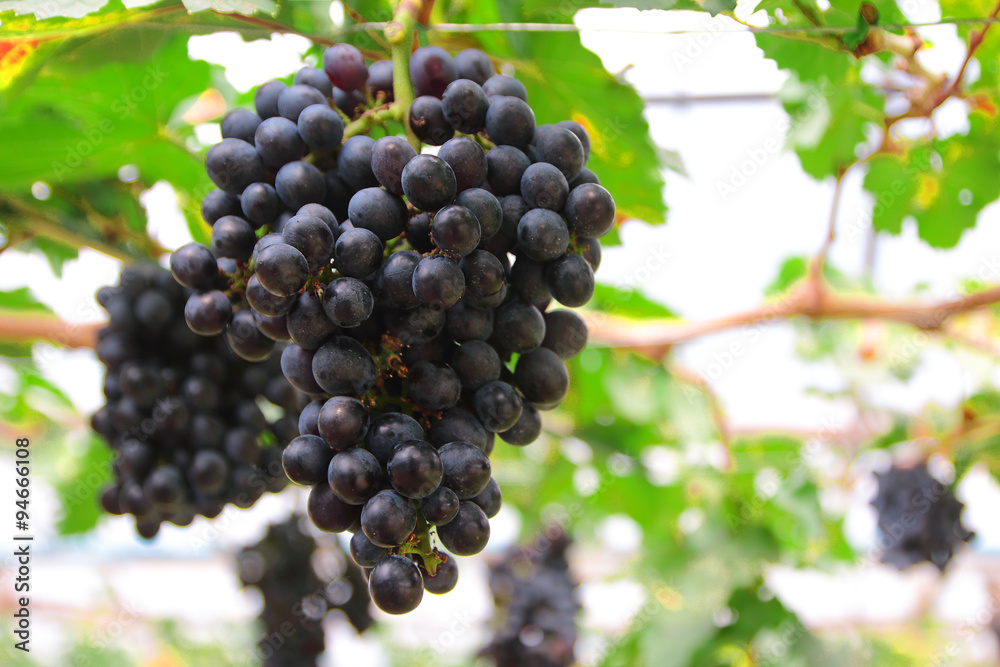 purple red grapes with green leaves on the vine. fresh fruits
