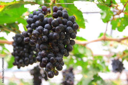 purple red grapes with green leaves on the vine. fresh fruits