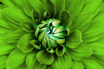 Dahlia flower closeup. Macro. Can be used in the design of the site and in printing. Also good for designers. Green.