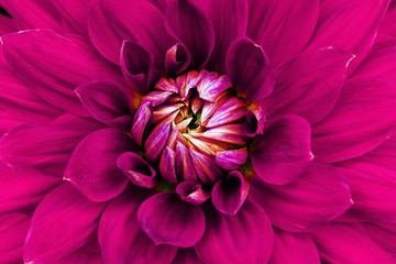 Dahlia flower closeup. Macro. Can be used in the design of the site and in printing. Also good for designers. Pink.