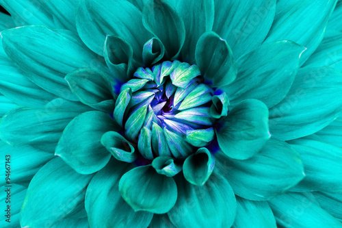 Dahlia  flower  closeup. Macro. Can be used in the design of the site and in printing. Also good for designers.  Cyan, blue.