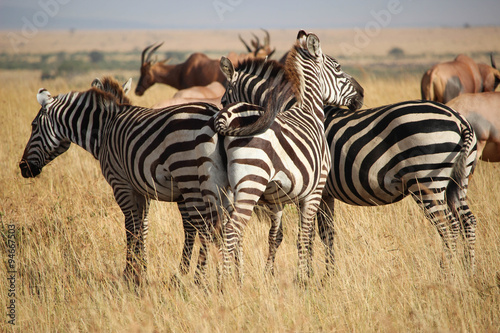 Z  bres - Masai Mara