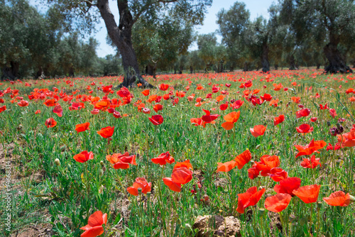 ulivi e papaveri photo