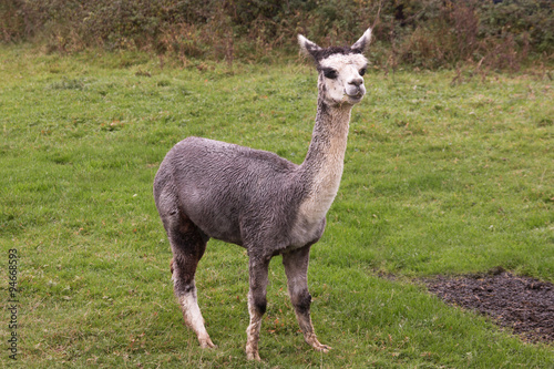 Llama or Alpaca