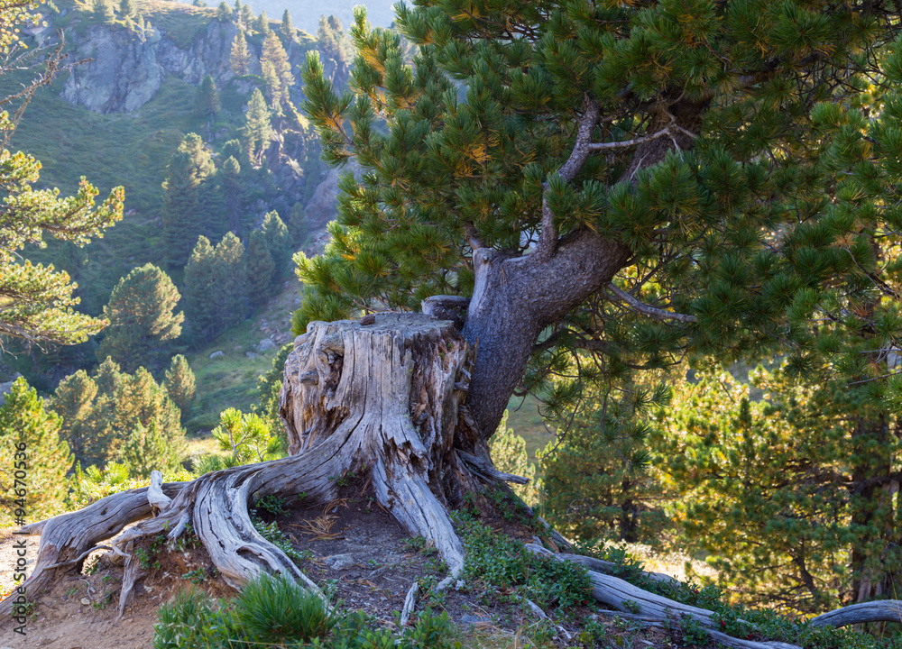 Alpine landscape . Mountain pine and roots on the rock.