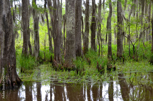 Louisiana bayou, swampy marsh