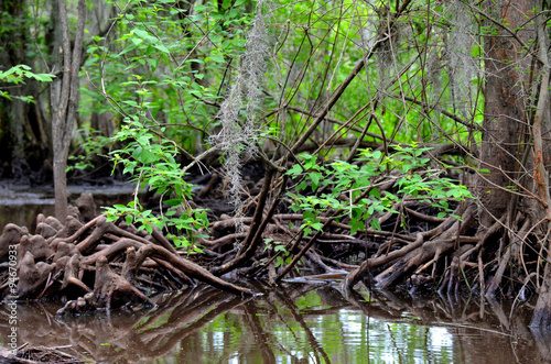 Cypress knees in a Louisiana swamp