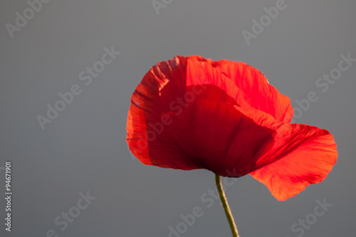red poppy isolated on gray background
