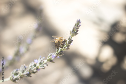Lavendar herb bush honey bee sucking nectar © edwardolive