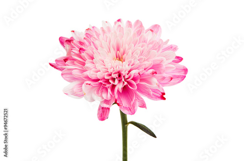 Photo pink chrysanthemum