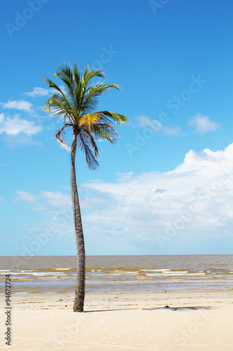 Isolated Palm Tree in Brasil photo