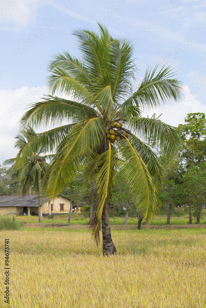 Рис шри ланка. Coconut Шри Ланка. Кокосовая Пальма Шри Ланка. Шри Ланка кокосы. Пальмы Шри Ланки.