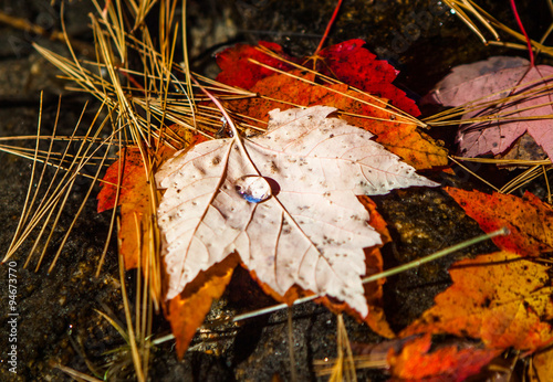 Water drop on the floating maple leaf near Gravenhurst, Muskoka Region of Ontario, Canada photo