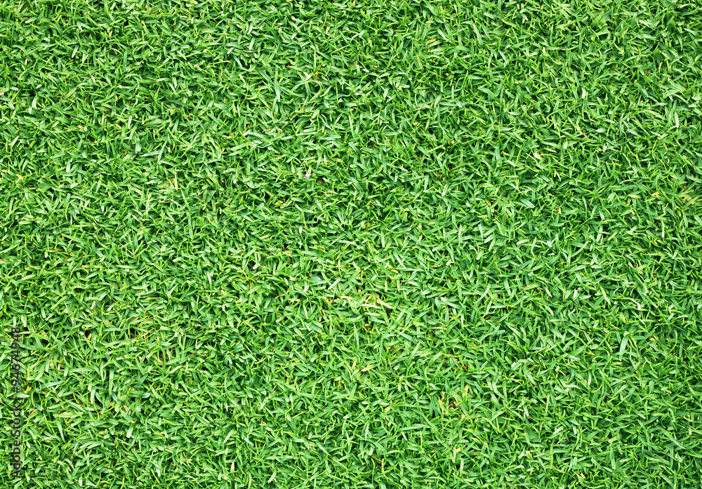 Fototapeta premium Golf Courses green lawn